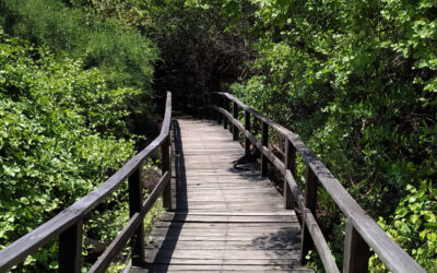 Snorkel en Concha Perla