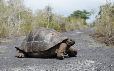 Centro de Crianza de Tortugas / Galapaguera