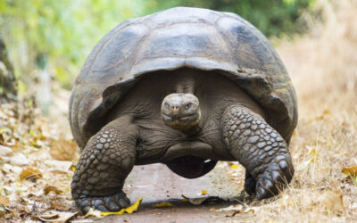 Rancho Primicias – Reserva El Chato